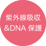 紫外線吸収&DNA保護
