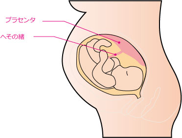 プラセンタ注射 公式 アテナクリニック東京銀座の美容整形外科