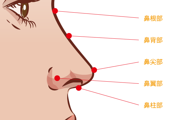 鼻の部位